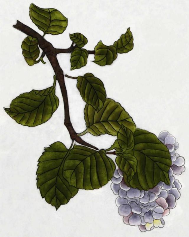 米兰扦插插:掌握技巧,成功繁殖米兰