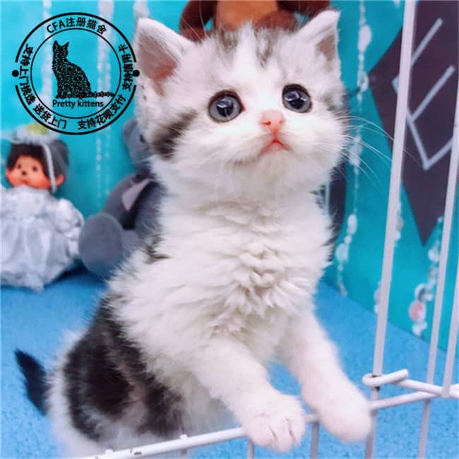 猫咪保护狗狗:跨越物种的温馨故事