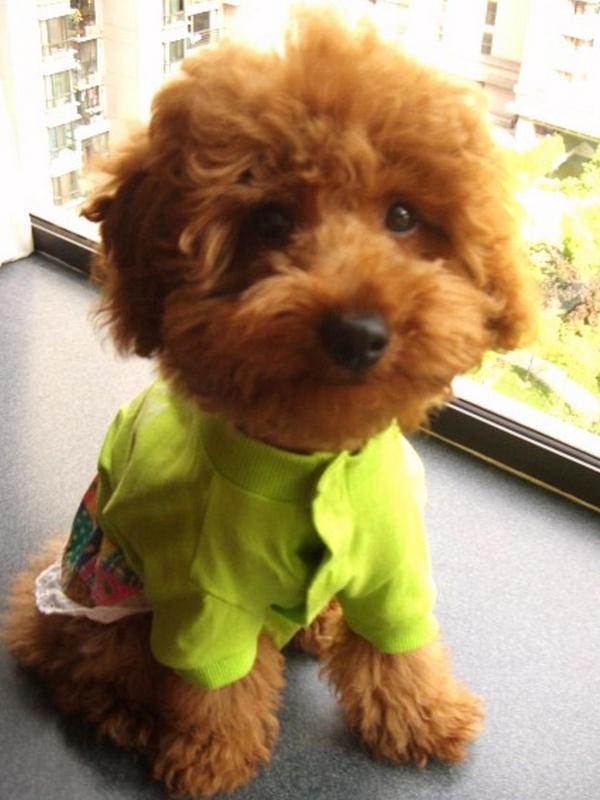 猫不停抽搐是什么原因：探秘猫咪的健康密码